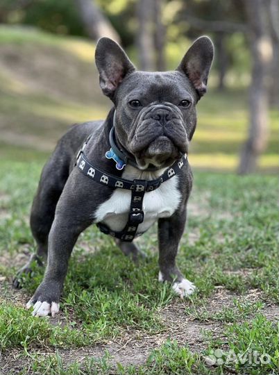 Французские булочки щеночки