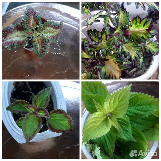 Колеусы сортовые