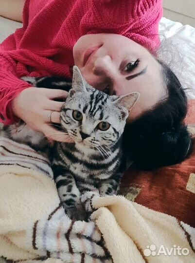Бенгальские котята