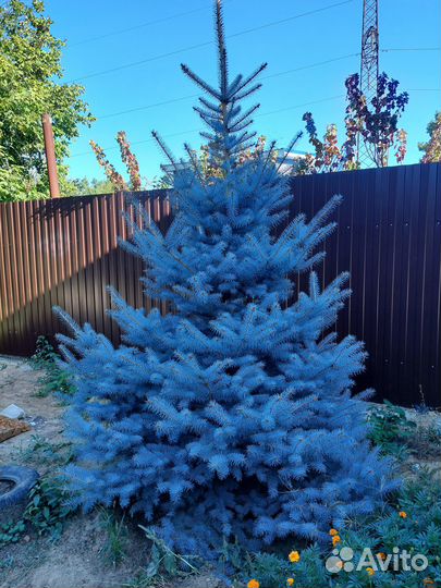 Голубые ели