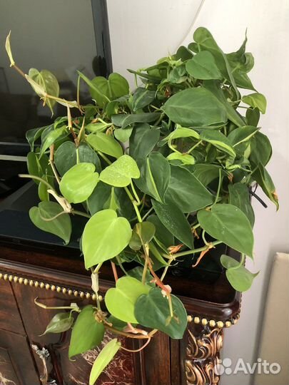Филодендрон бразил, традесканция, фикус