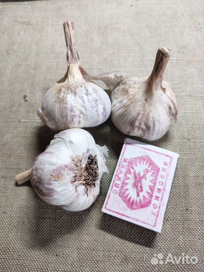 Чеснок яровой,озимый