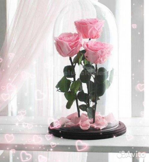 Роза в колбе
