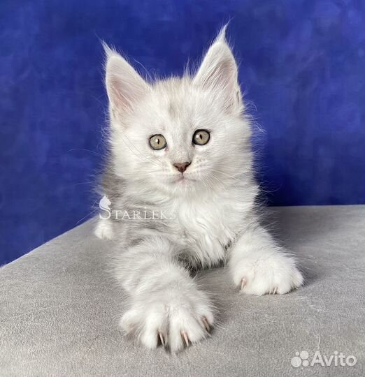 Котята мейн-кун