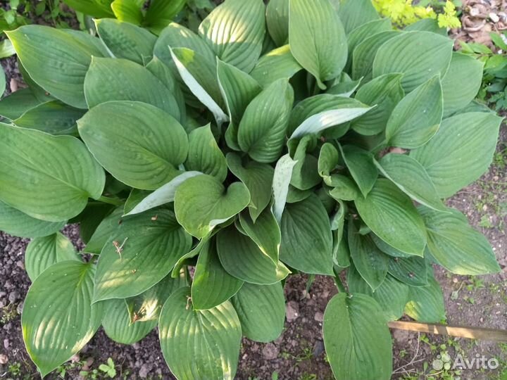 Хоста Афродита