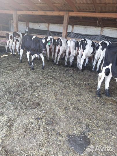 Продажа телят