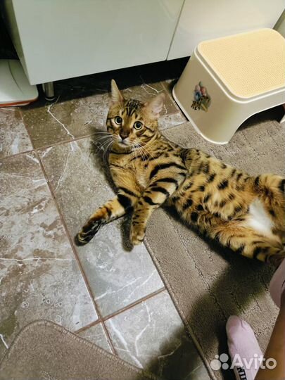 Бенгальская кошка