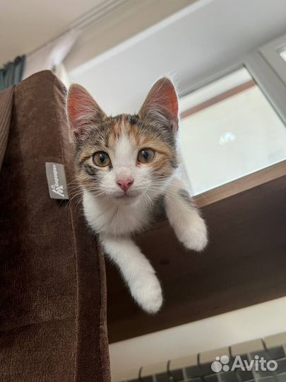 Котенок