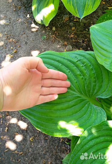 Саженцы Хост,Клопогон,Бадан,гейхера