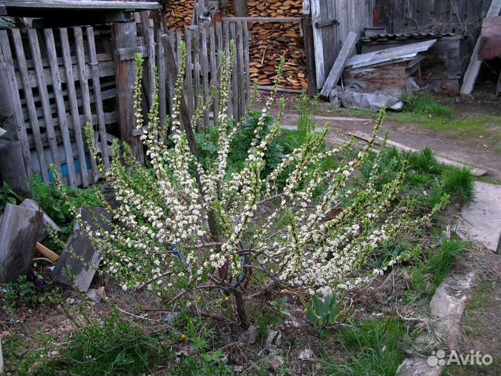Саженцы вишни Бессея
