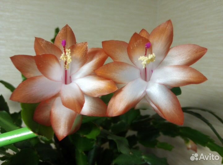 Декабрист оранжево-крас,красн,сиренев,белый,роз