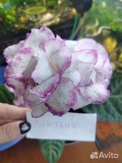 Глоксинии махровые