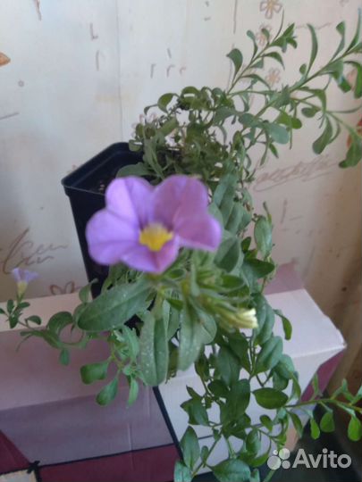 Калиброхоа черенки