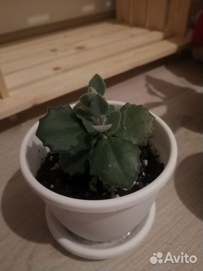 Комнатные цветы (2)