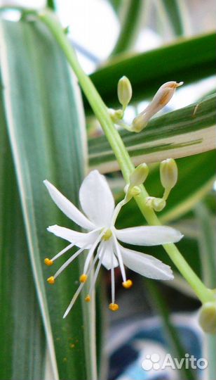 Хлорофитум