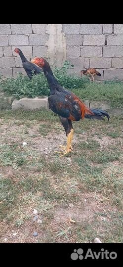 Бойцовые куры цыплята