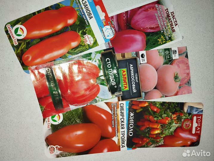 Рассада помидор