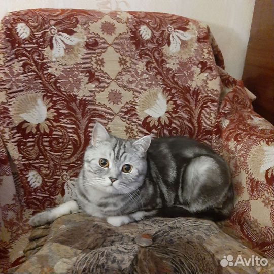 Британский кот