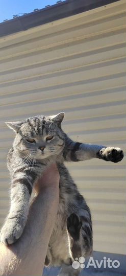 Британский кот на вязку