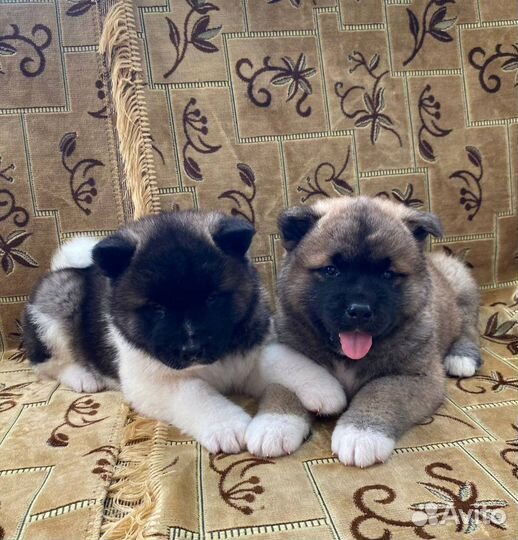 Щенки американской акиты