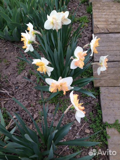 Луковицы нарциссов