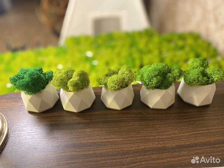 Кашпо со стабилизированным мхом (кашпо с мхом)