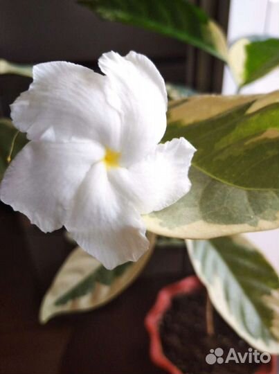 Табернемонтана вар Bangsaphan Dream