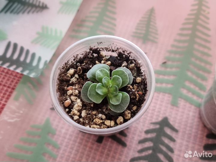 Суккуленты