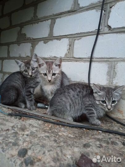 Кошки в добрые руки бесплатно