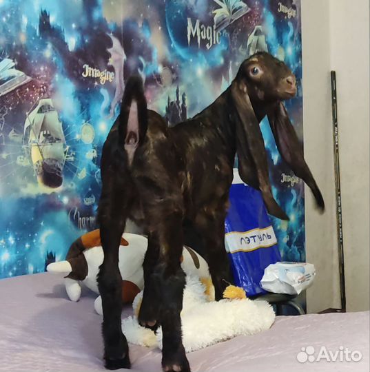 Козочка чп камори