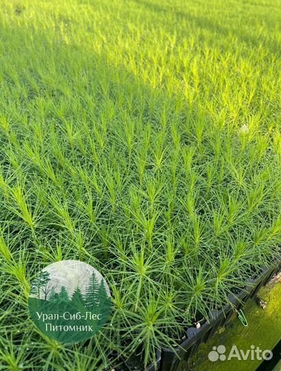 Зкс и окс Сосна Ель Лиственница сеянцы Голуб горн