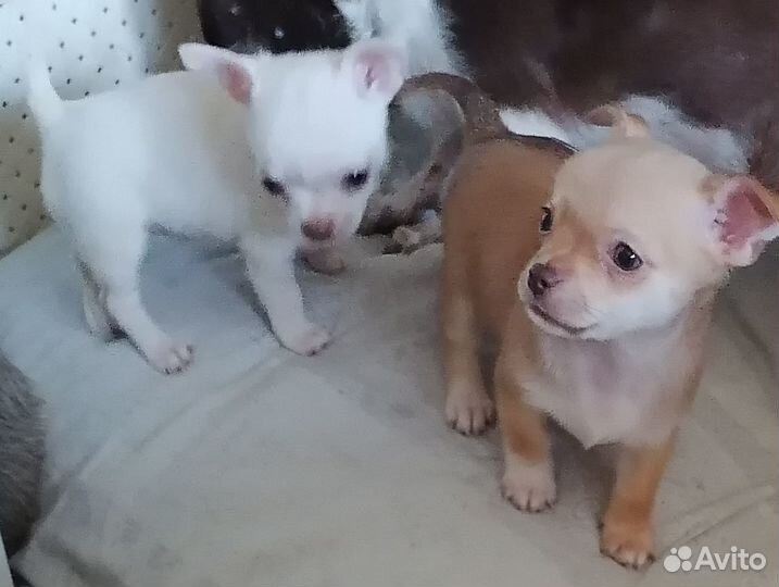 Маленькие чихуахуа