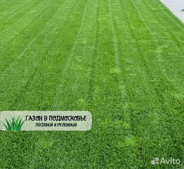 Рулонный газон