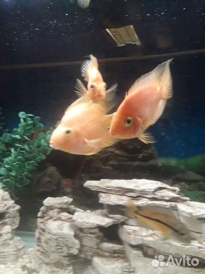 Аквариумные рыбки