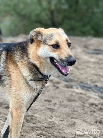 Собака Лора