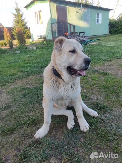 Среднеазиатская овчарка алабай щенки