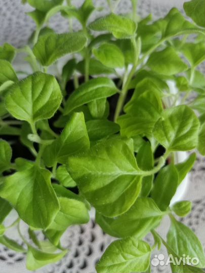 Продам рассаду перца,помидор,баклажан