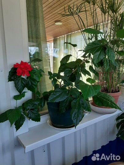 Гибискус или китайская роза