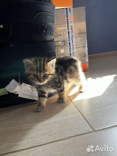 Британская кошка