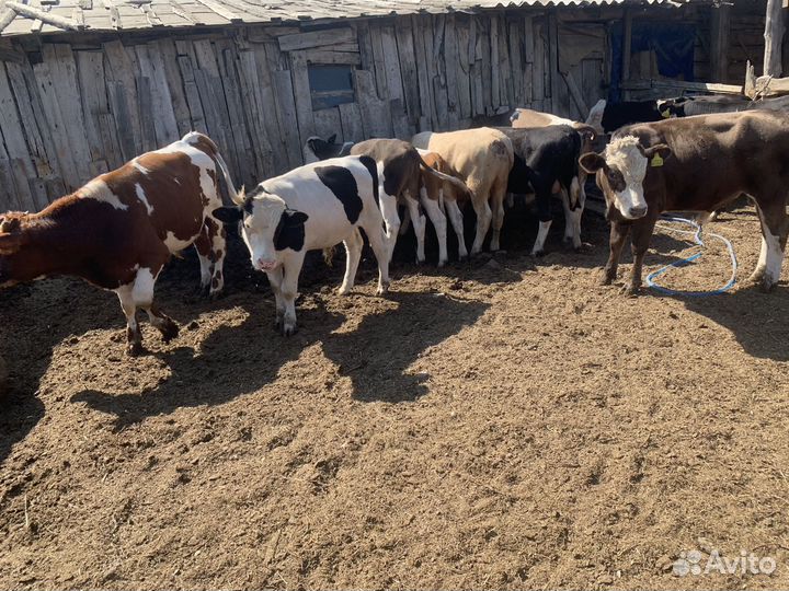 Коровы быки телки