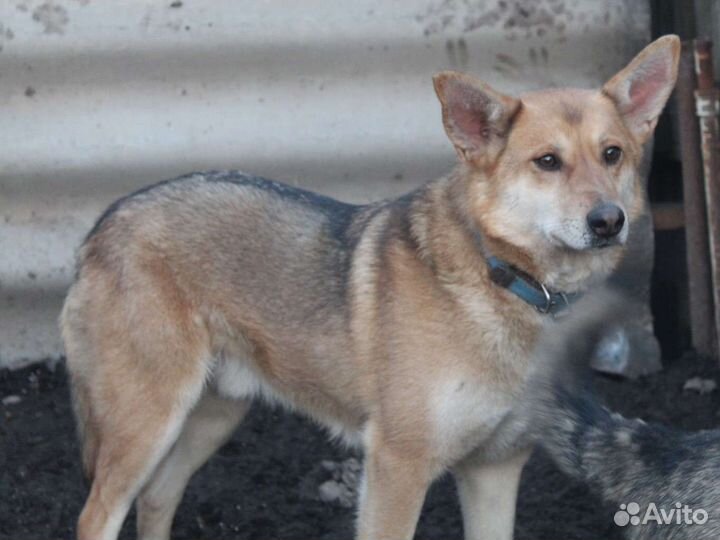 Собака мальчик