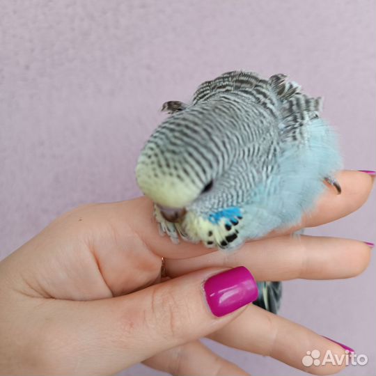 Выставочный попугай чех