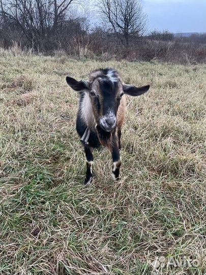 Чешский козел