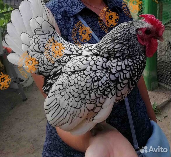 Сибрайт серебристый куры декоративные