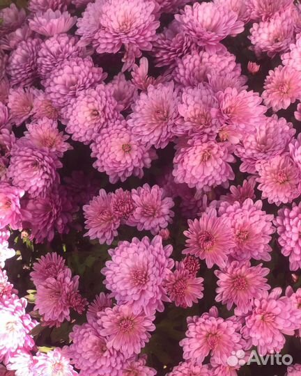 Хризантемы мультифлора