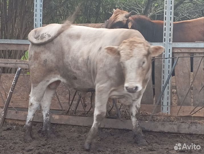 Быки на племя