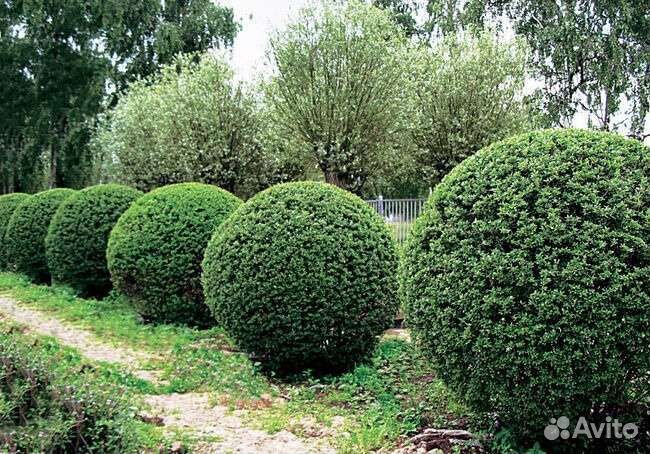 Самшит, бирючен, кизильник