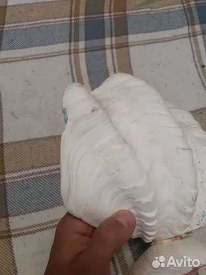 Ракушка морская большая