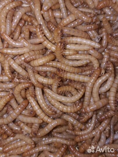 Мучной червь