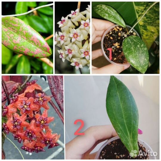 Хойи вар,загорающие и др